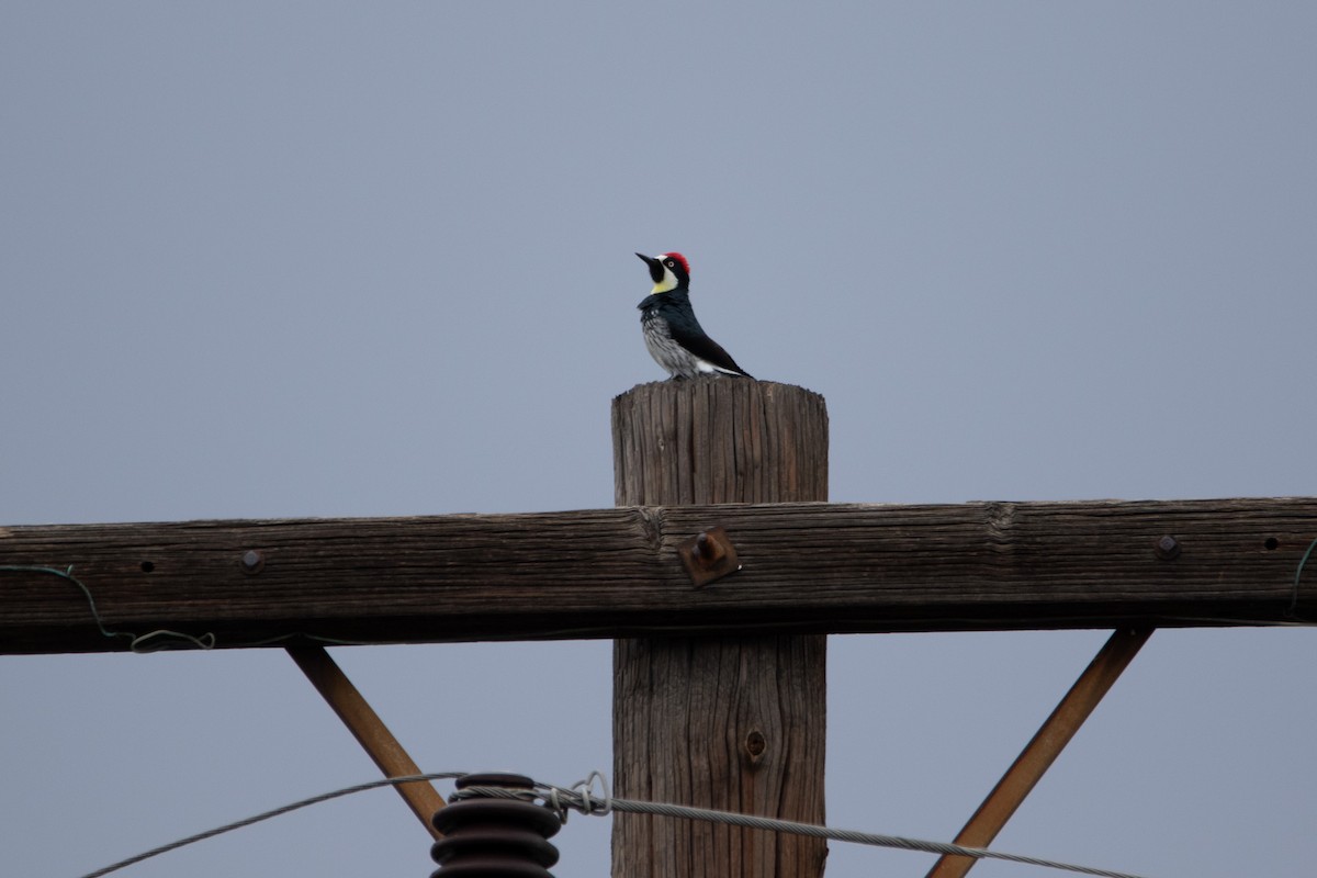 Acorn Woodpecker - ML631556887
