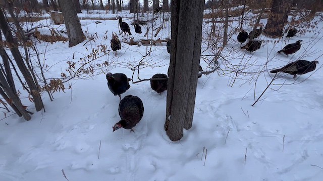 Wild Turkey - ML631556895