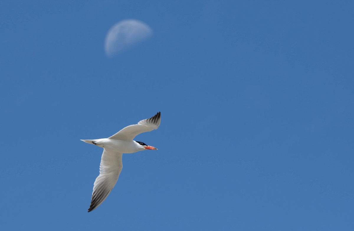 Caspian Tern - ML631557050