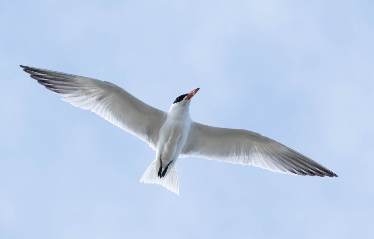 Caspian Tern - ML631557052