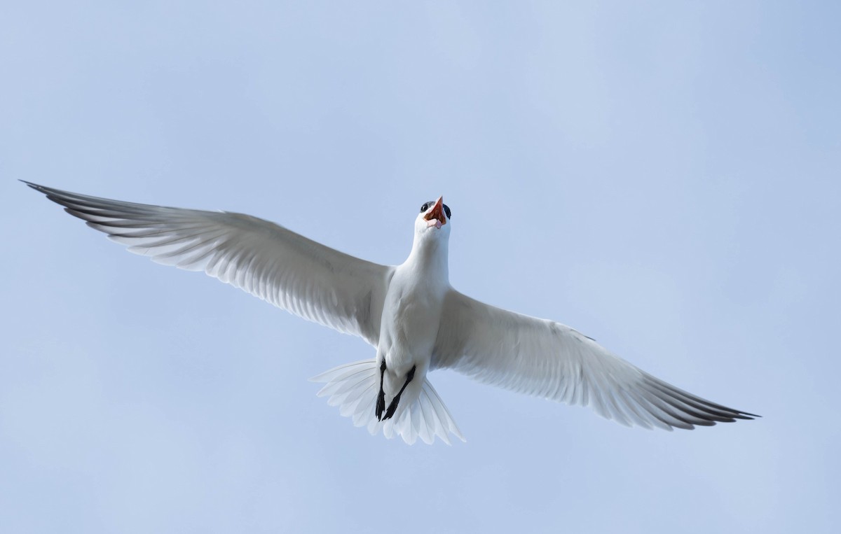 Caspian Tern - ML631557054