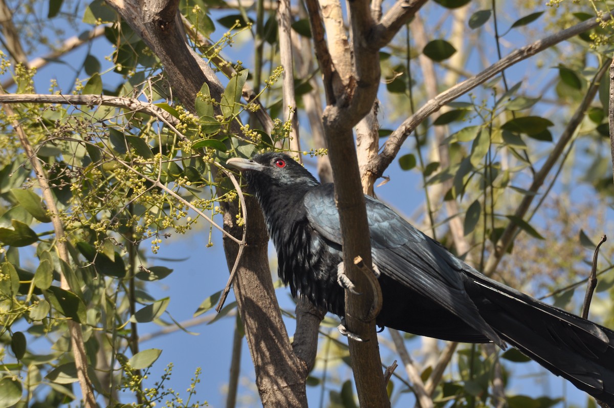 Asian Koel - ML631557143