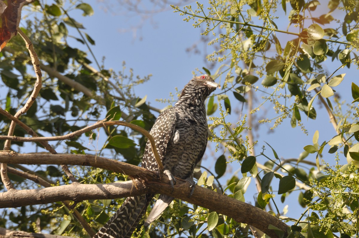 Asian Koel - ML631557144