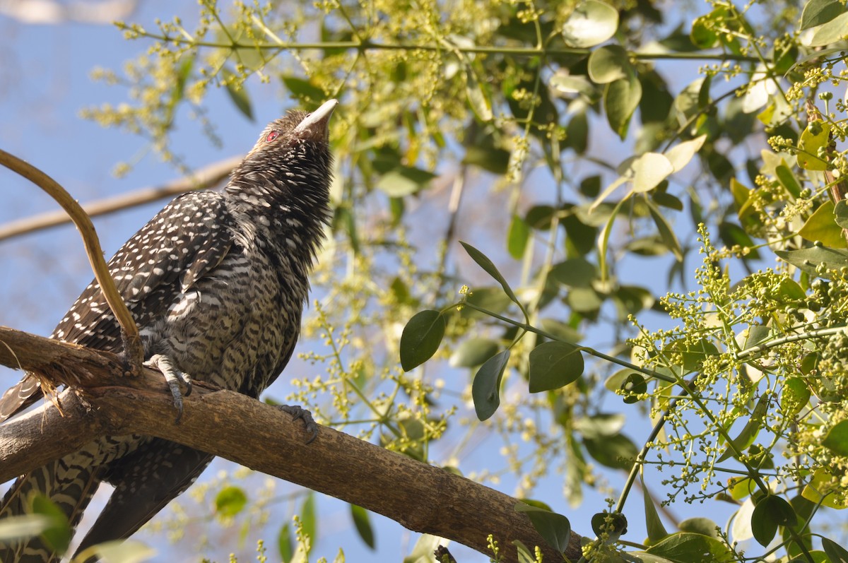 Asian Koel - ML631557145