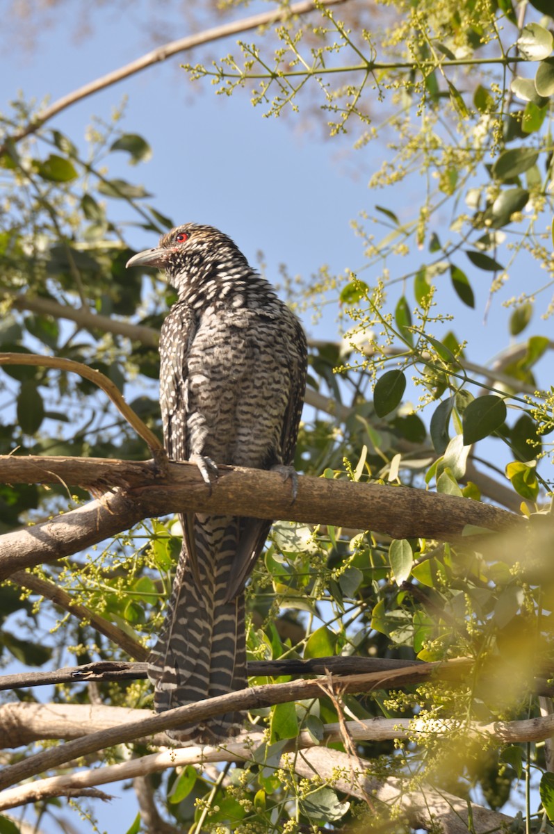 Asian Koel - ML631557146