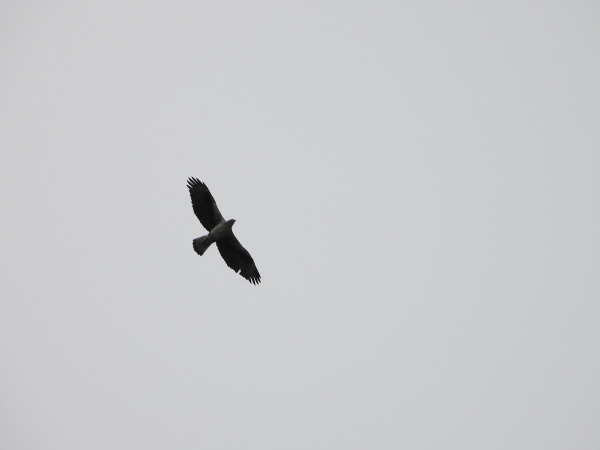 Bonelli's Eagle - ML631557313