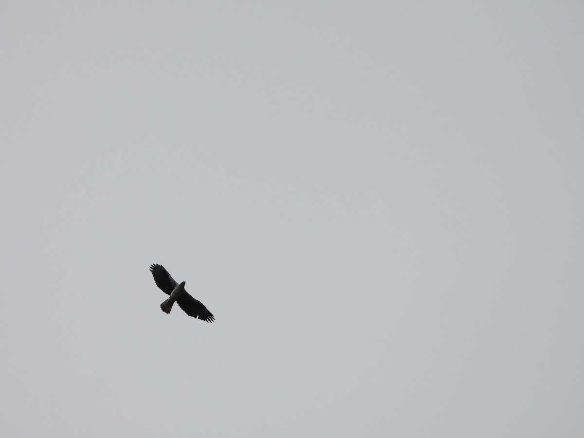 Bonelli's Eagle - ML631557314