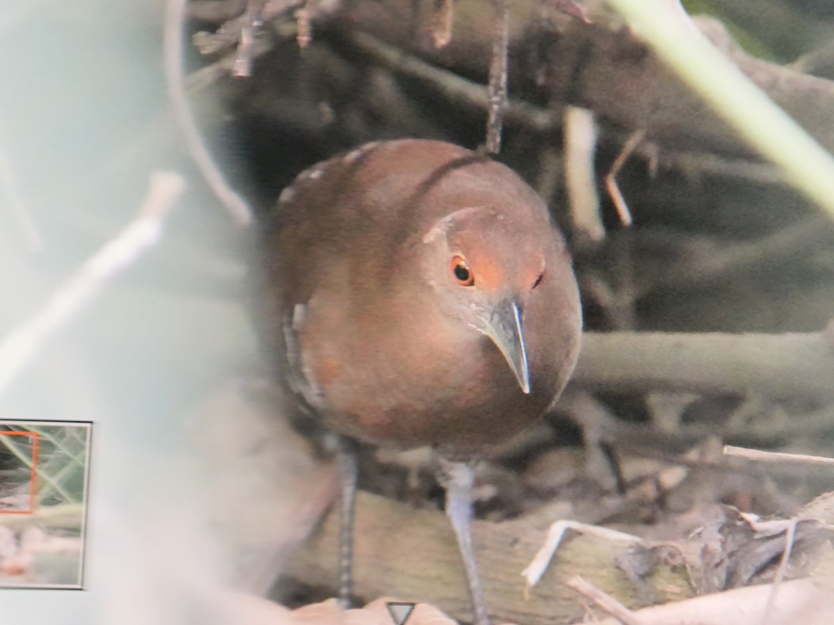 オオクイナ - ML631557448