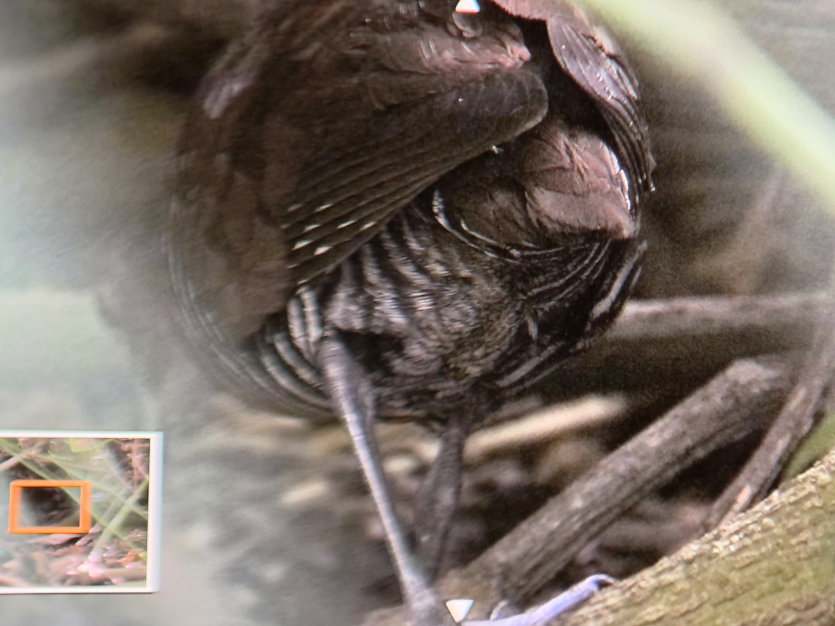 オオクイナ - ML631557449