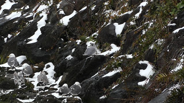 krykkje - ML631557530