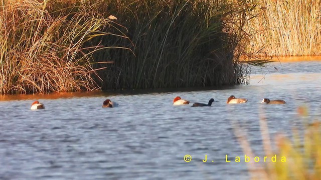 Common Pochard - ML631557551