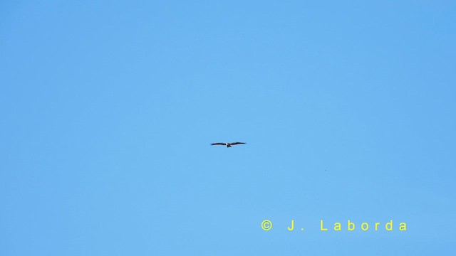 Aquila minore - ML631557655