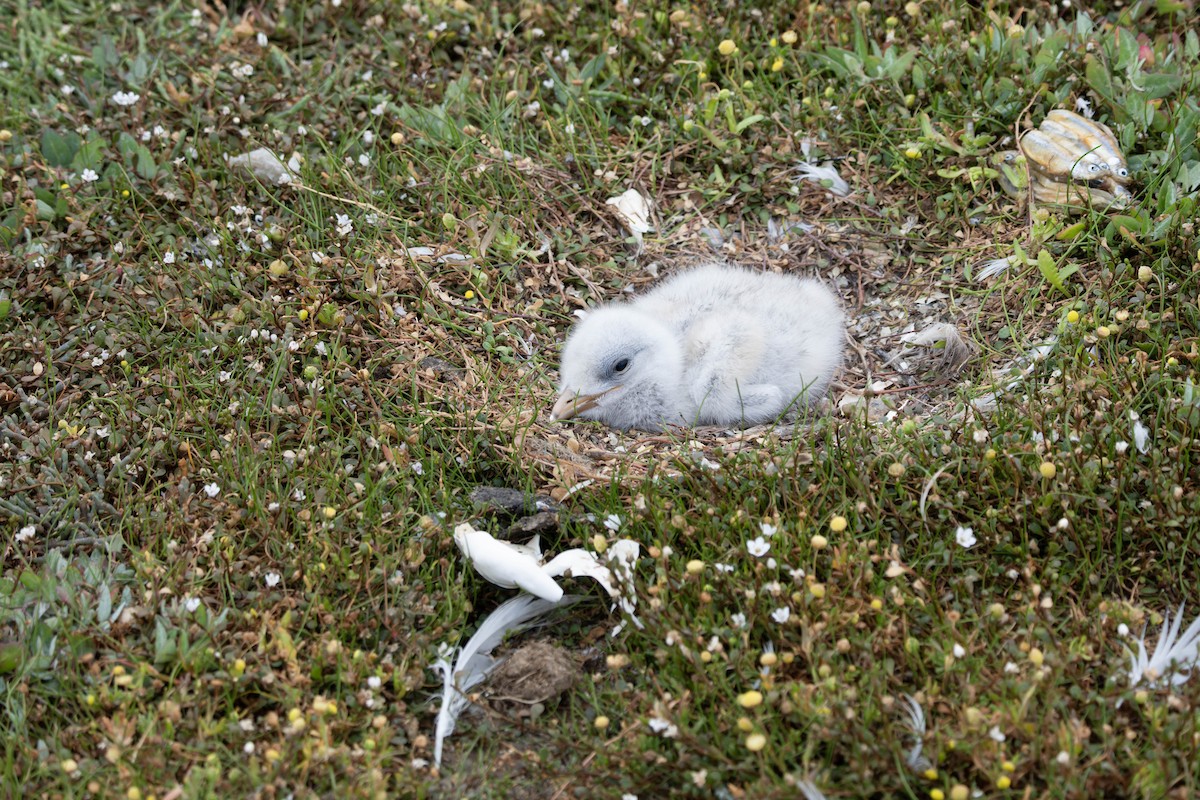 Caspian Tern - ML631557727