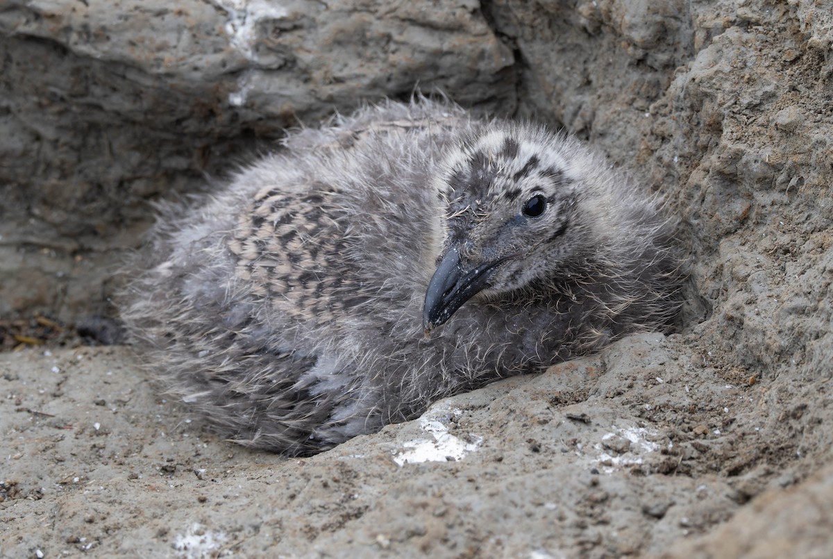 Kelp Gull - ML631557768