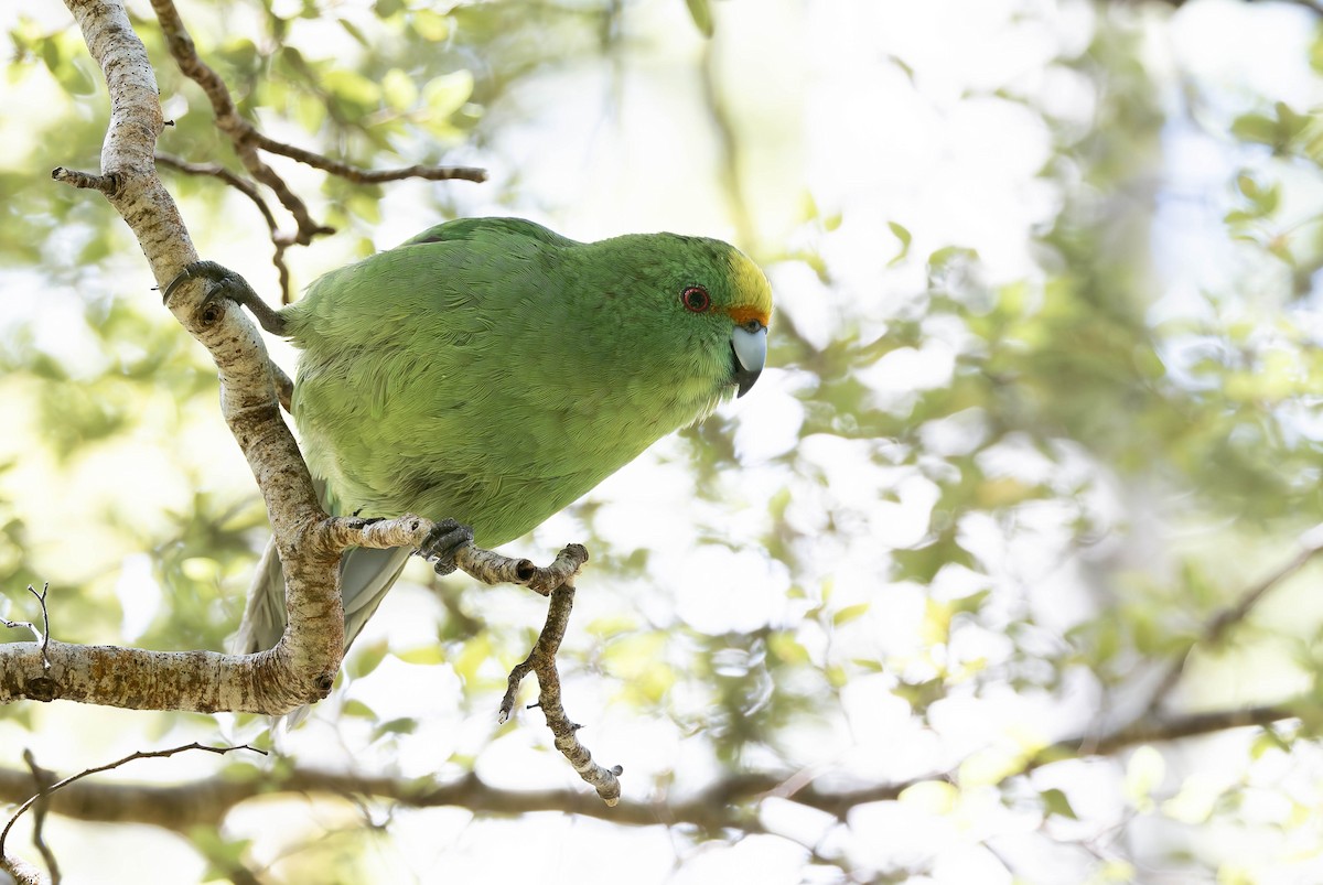 Malherbe's Parakeet - ML631558171