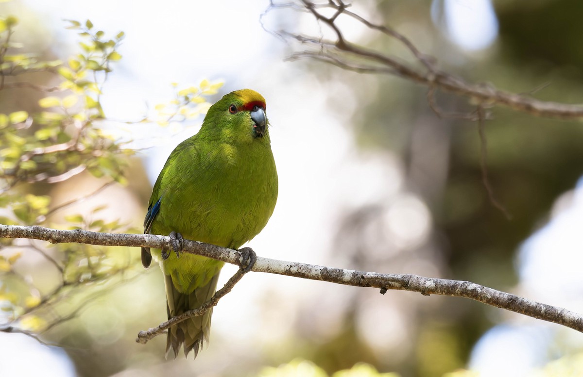 Yellow-crowned Parakeet - ML631558176