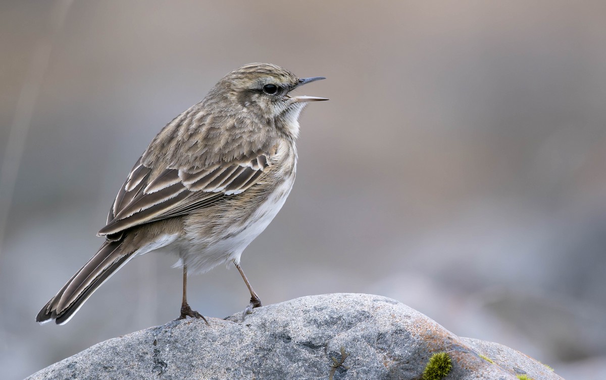 New Zealand Pipit - ML631558204