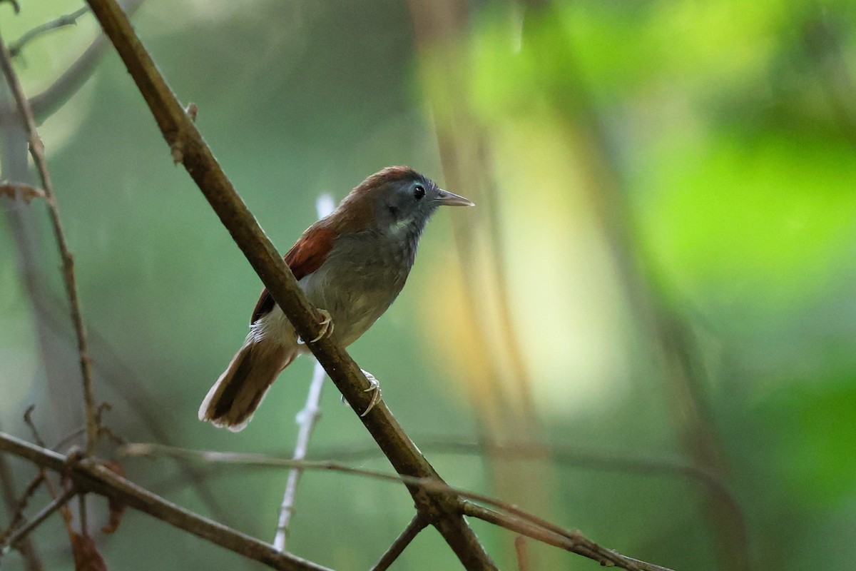 Chestnut-winged Babbler - ML631558344