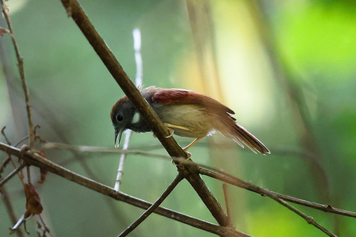 Chestnut-winged Babbler - ML631558345