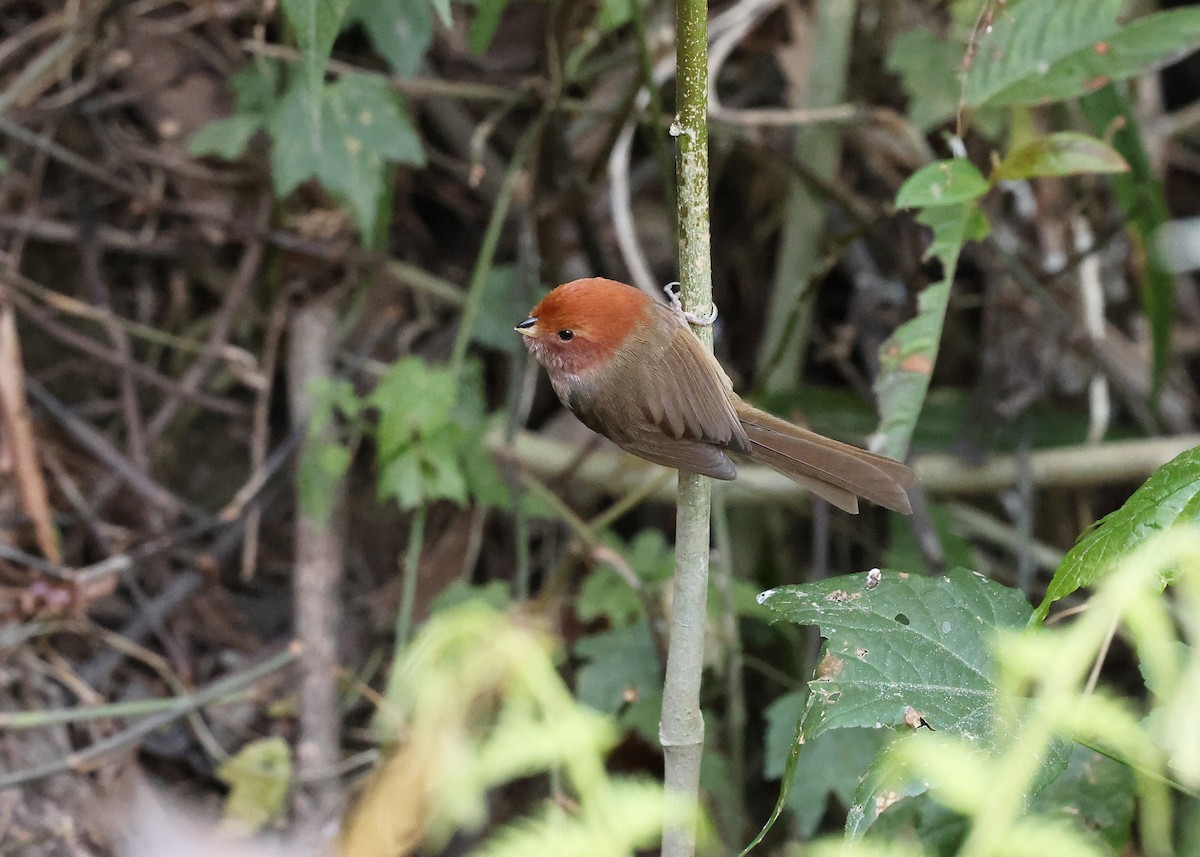 Brown-winged Parrotbill - ML631558467