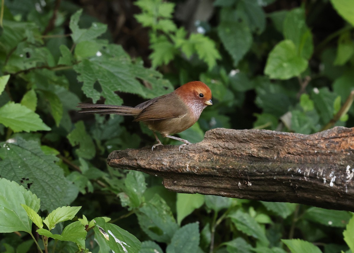 Brown-winged Parrotbill - ML631558534