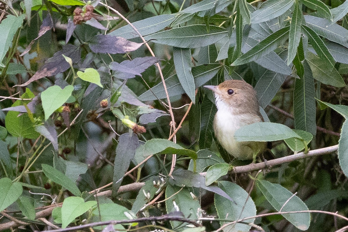 Fulvous-crowned Scrub-Tyrant - ML631558584