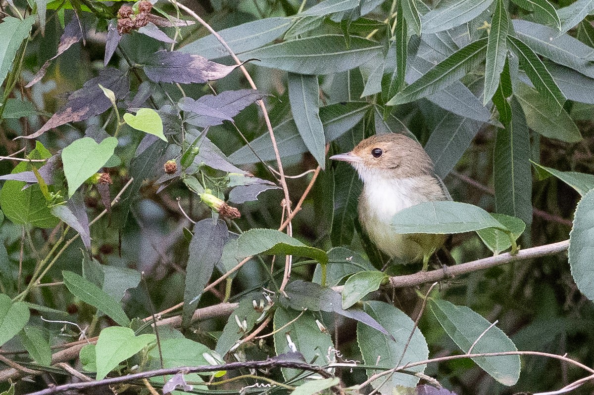 Fulvous-crowned Scrub-Tyrant - ML631558586
