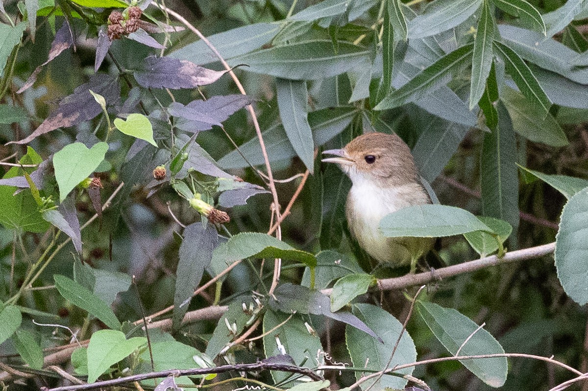 Fulvous-crowned Scrub-Tyrant - ML631558587