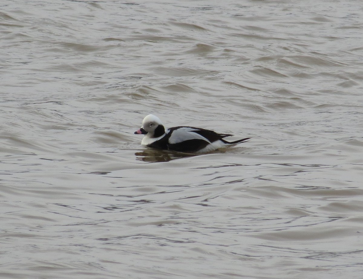 Long-tailed Duck - ML63155871