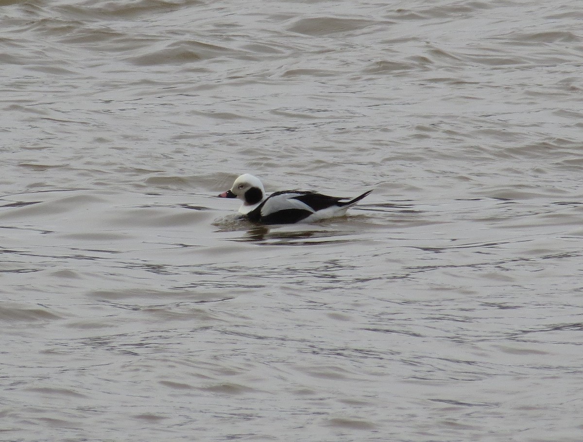 Long-tailed Duck - ML63155881