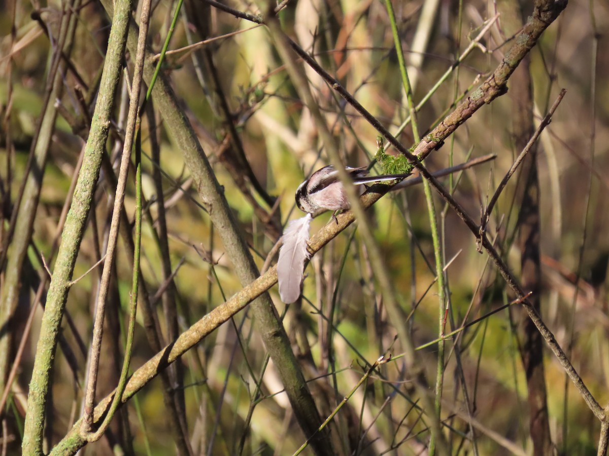 Long-tailed Tit - ML631559214