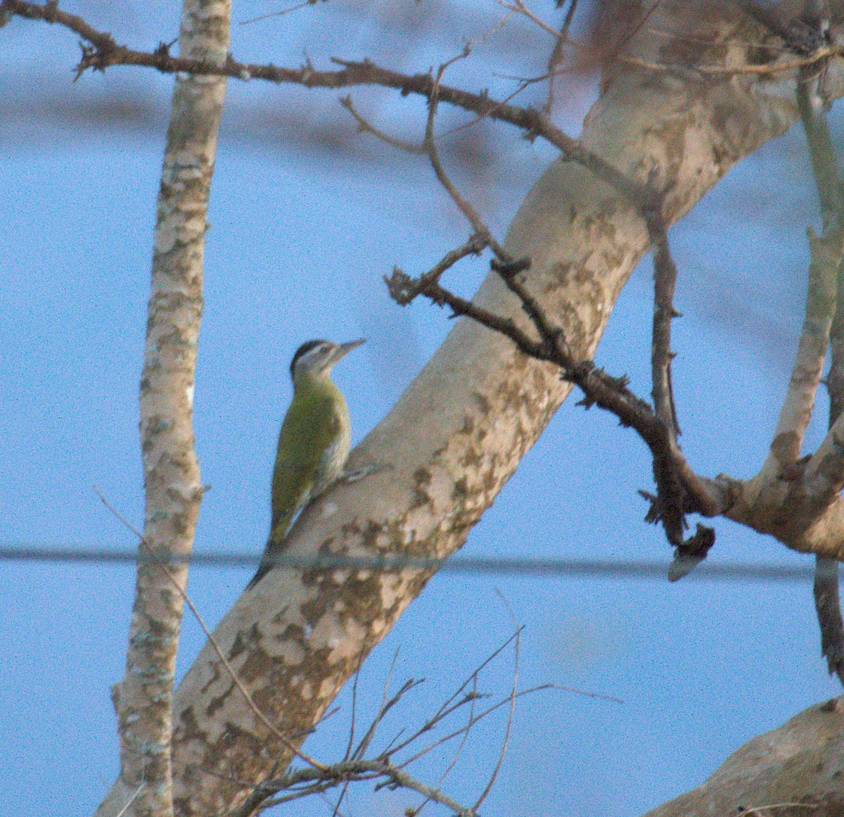 Streak-throated Woodpecker - ML631559471