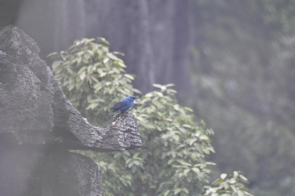 Blue Rock-Thrush - ML631559694