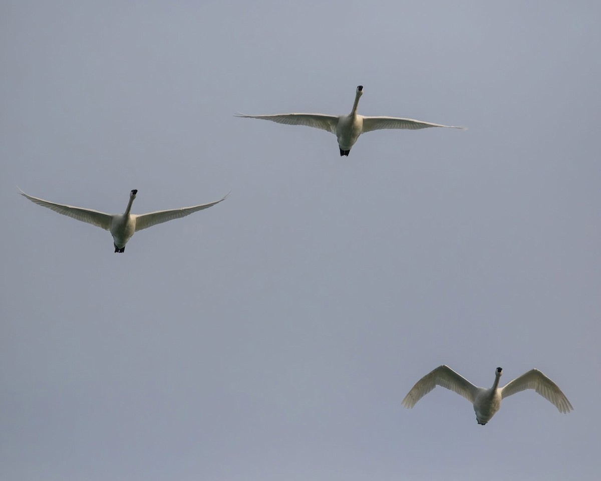 Tundra Swan - ML631559752