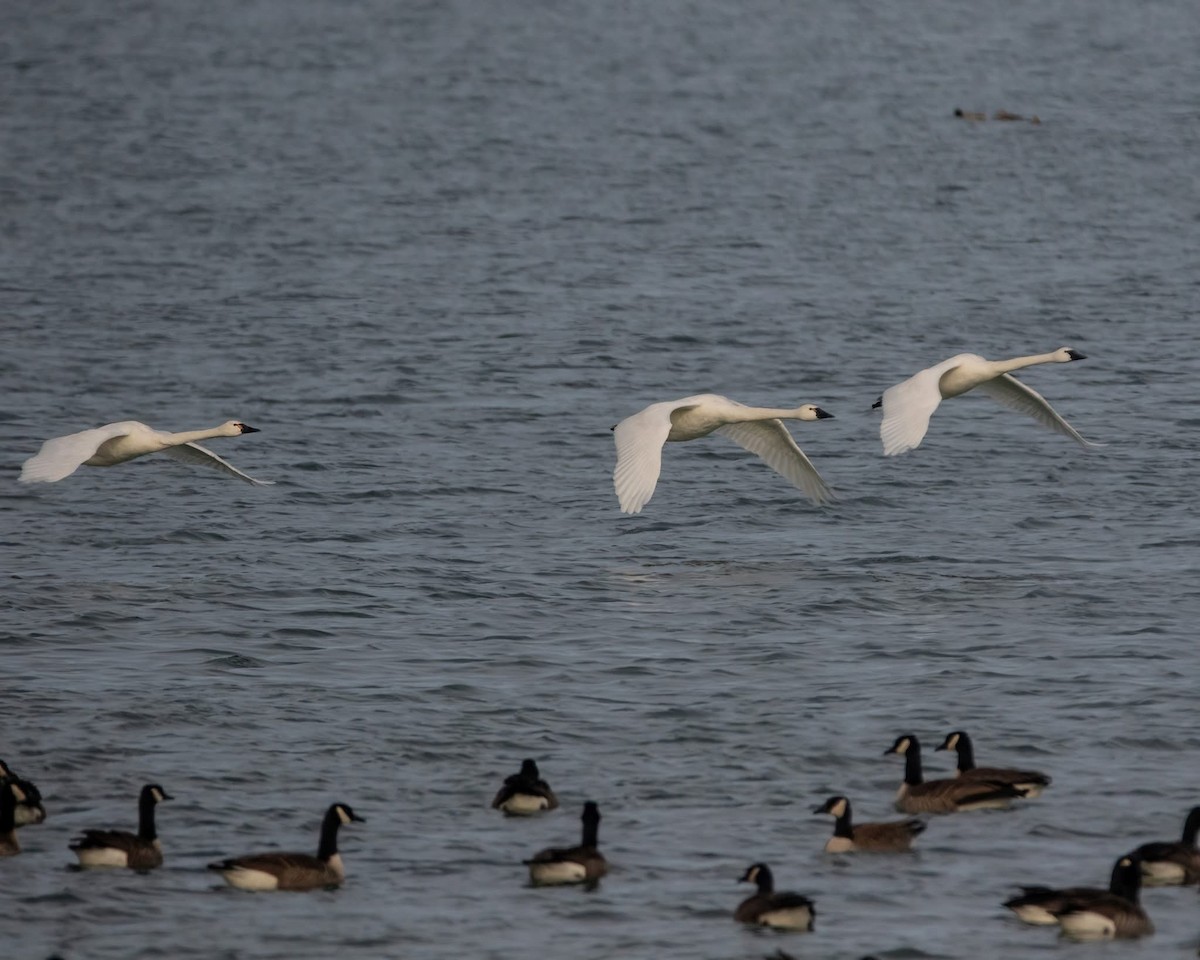 Tundra Swan - ML631559753