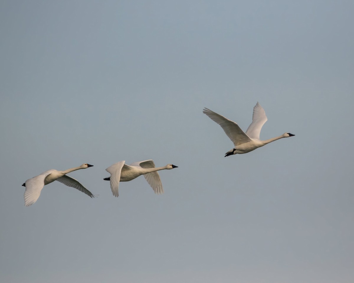 Tundra Swan - ML631559754
