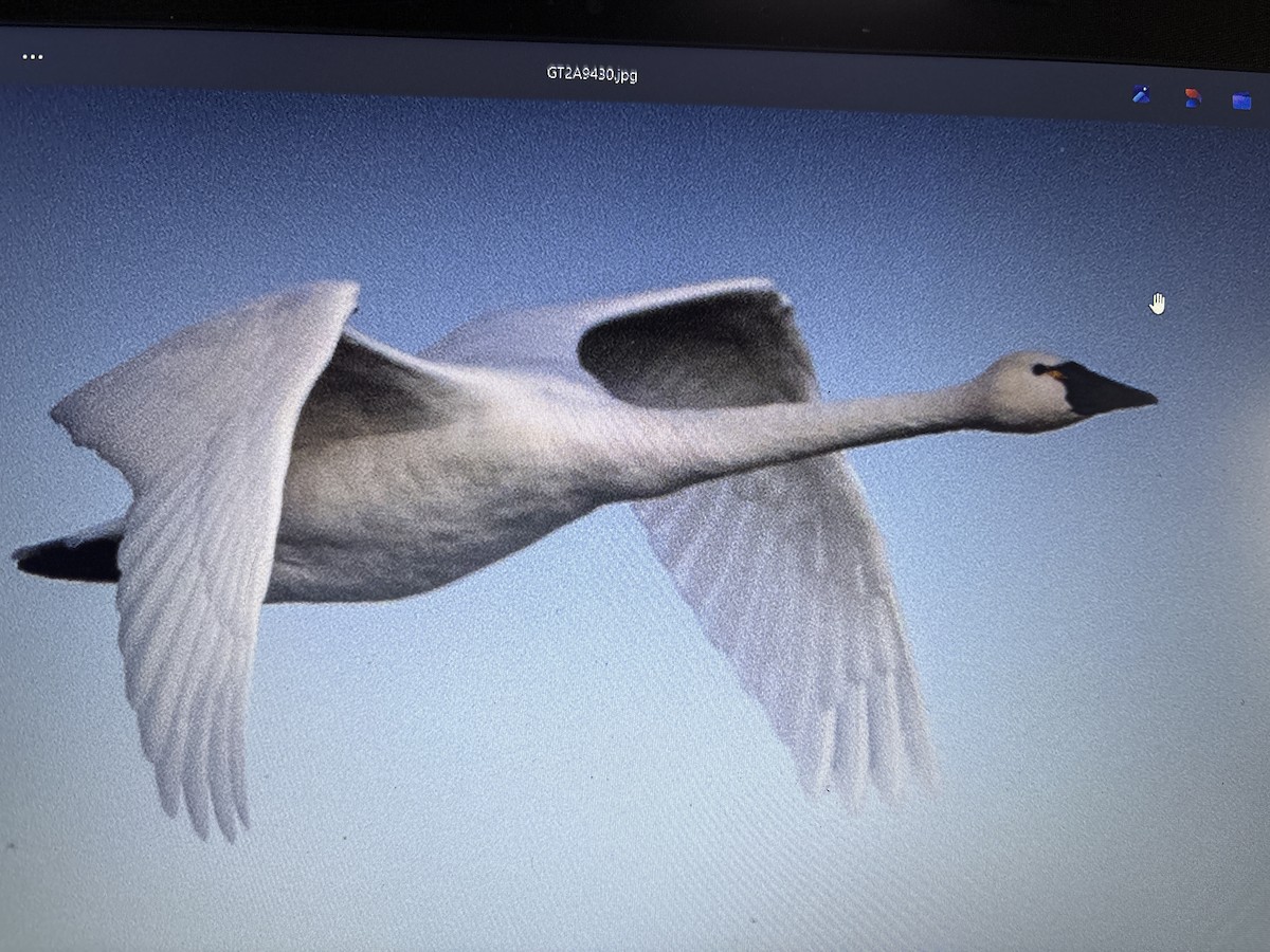 Tundra Swan - ML631559755