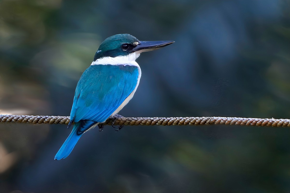 Cekakak sungai (grup chloris) - eBird