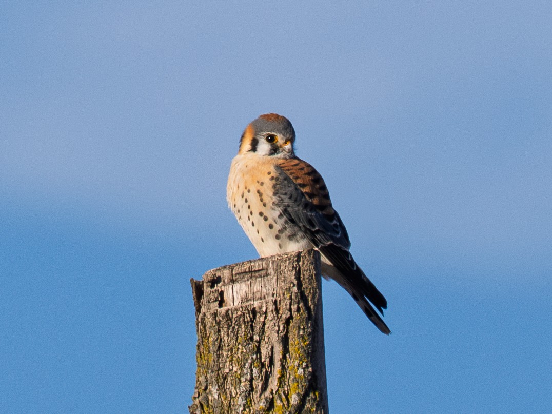American Kestrel - ML631560123