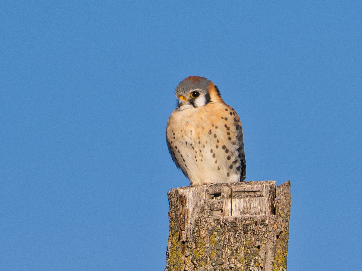 American Kestrel - ML631560124