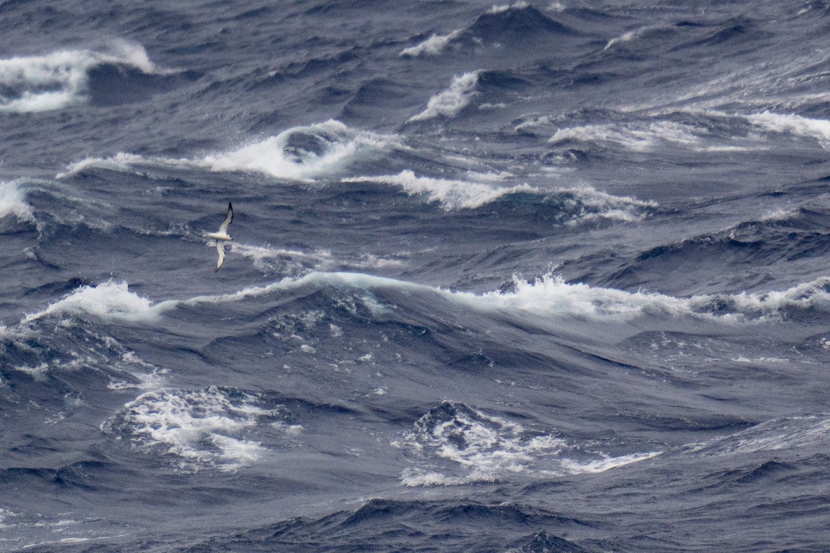 White-necked Petrel - ML631560292