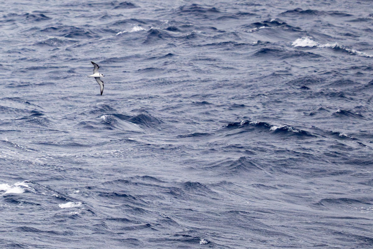 White-necked Petrel - ML631560293