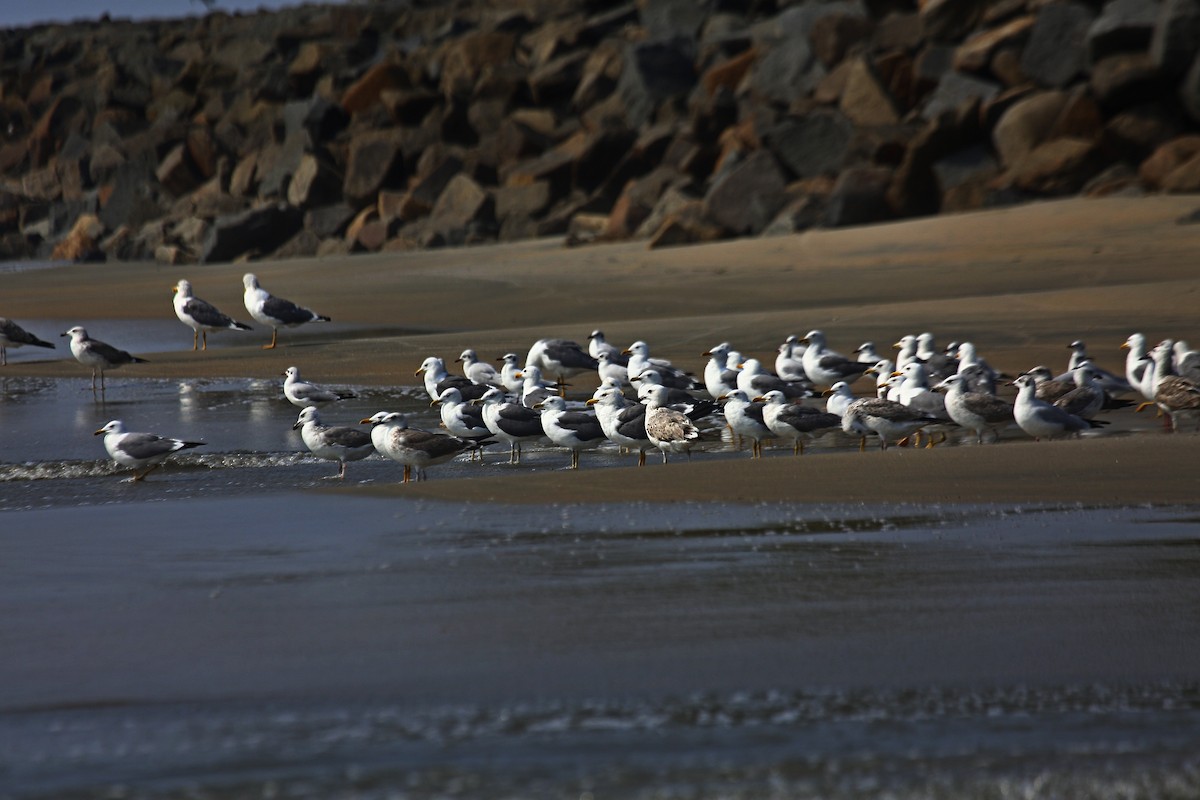Brown-headed Gull - ML631560364