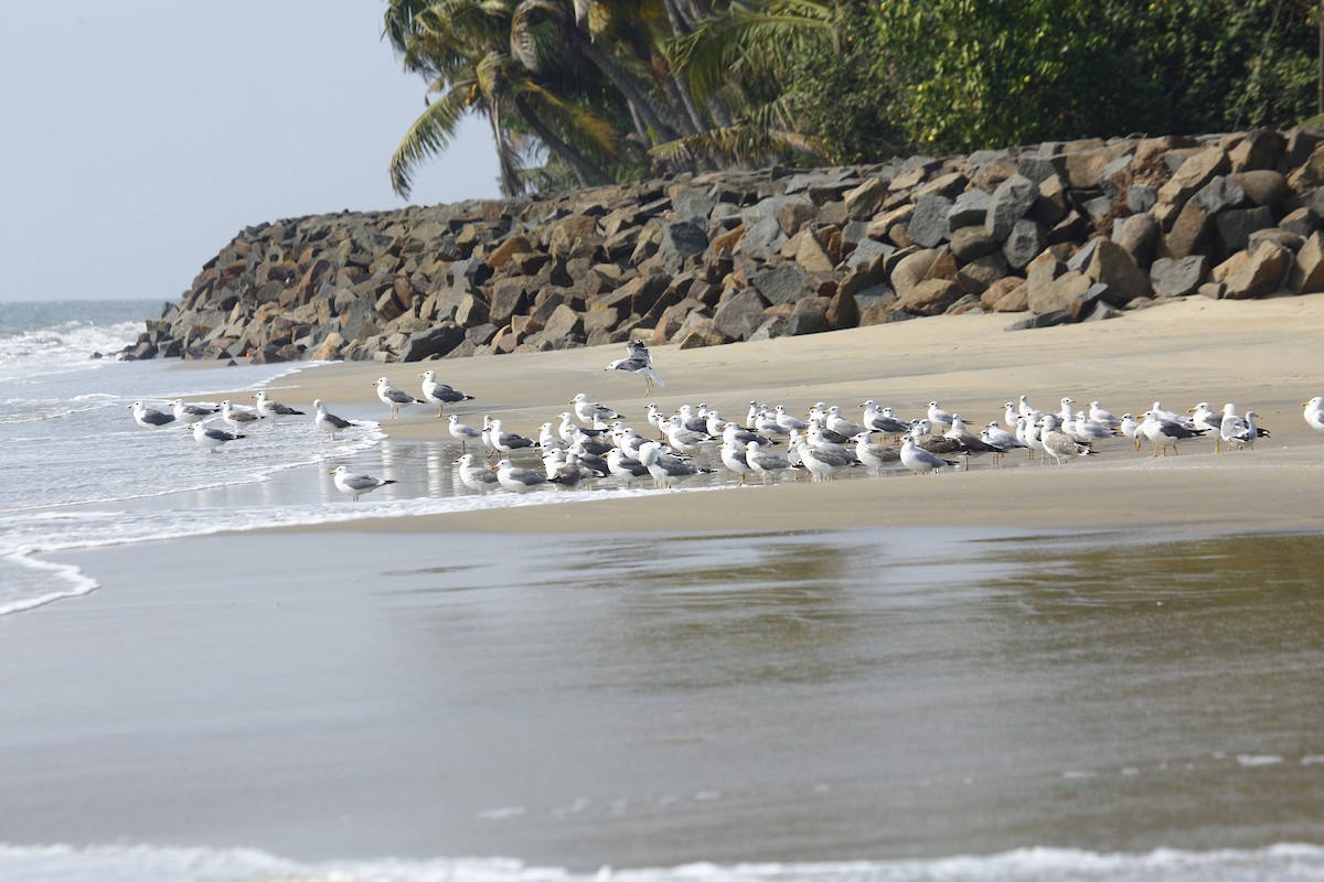Brown-headed Gull - ML631560365
