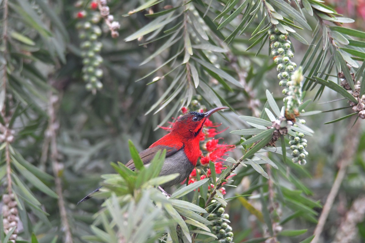 Crimson Sunbird - ML631560412