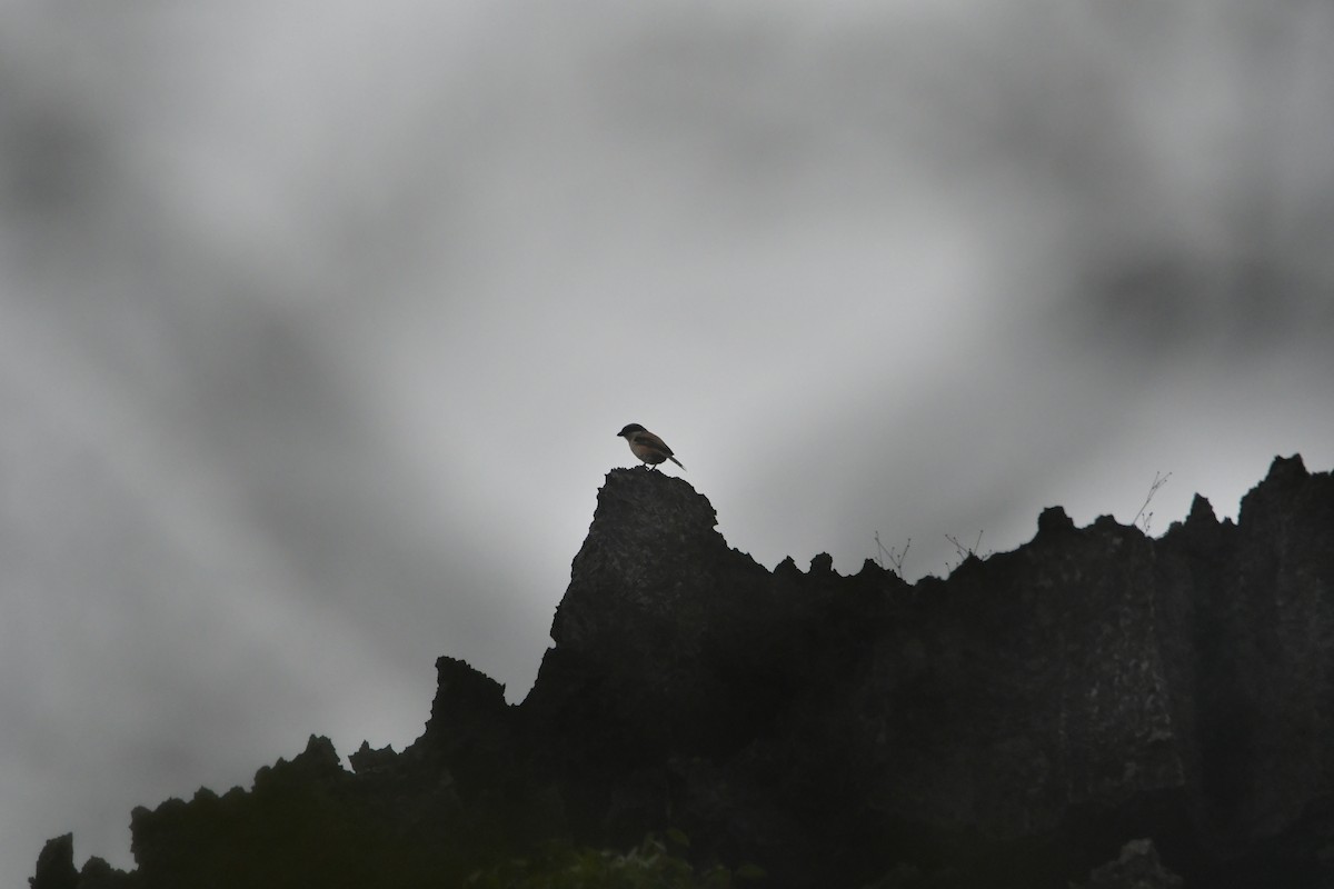 Long-tailed Shrike - ML631560418