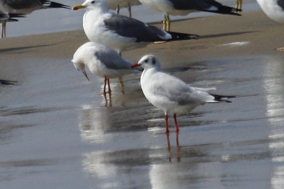 Brown-headed Gull - ML631560420