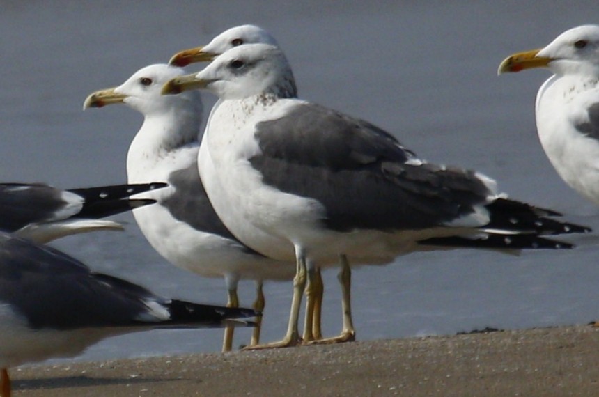 Lesser Black-backed Gull - ML631560444