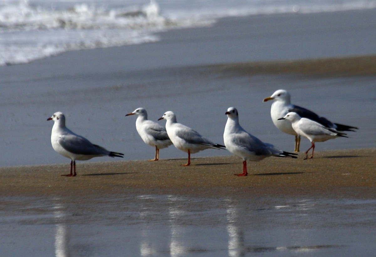 Lesser Black-backed Gull - ML631560445