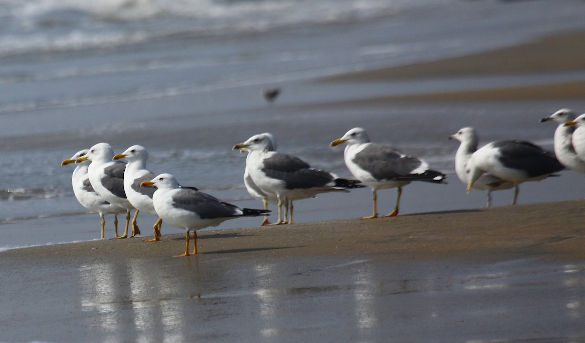 Lesser Black-backed Gull - ML631560446